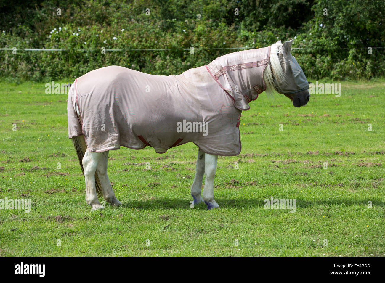 A horse with protective covering Stock Photo Alamy