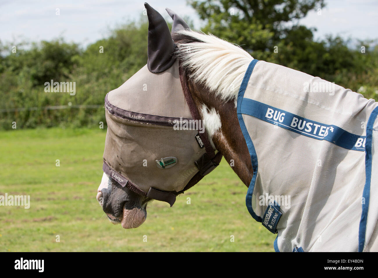 A horse with protective covering Stock Photo Alamy