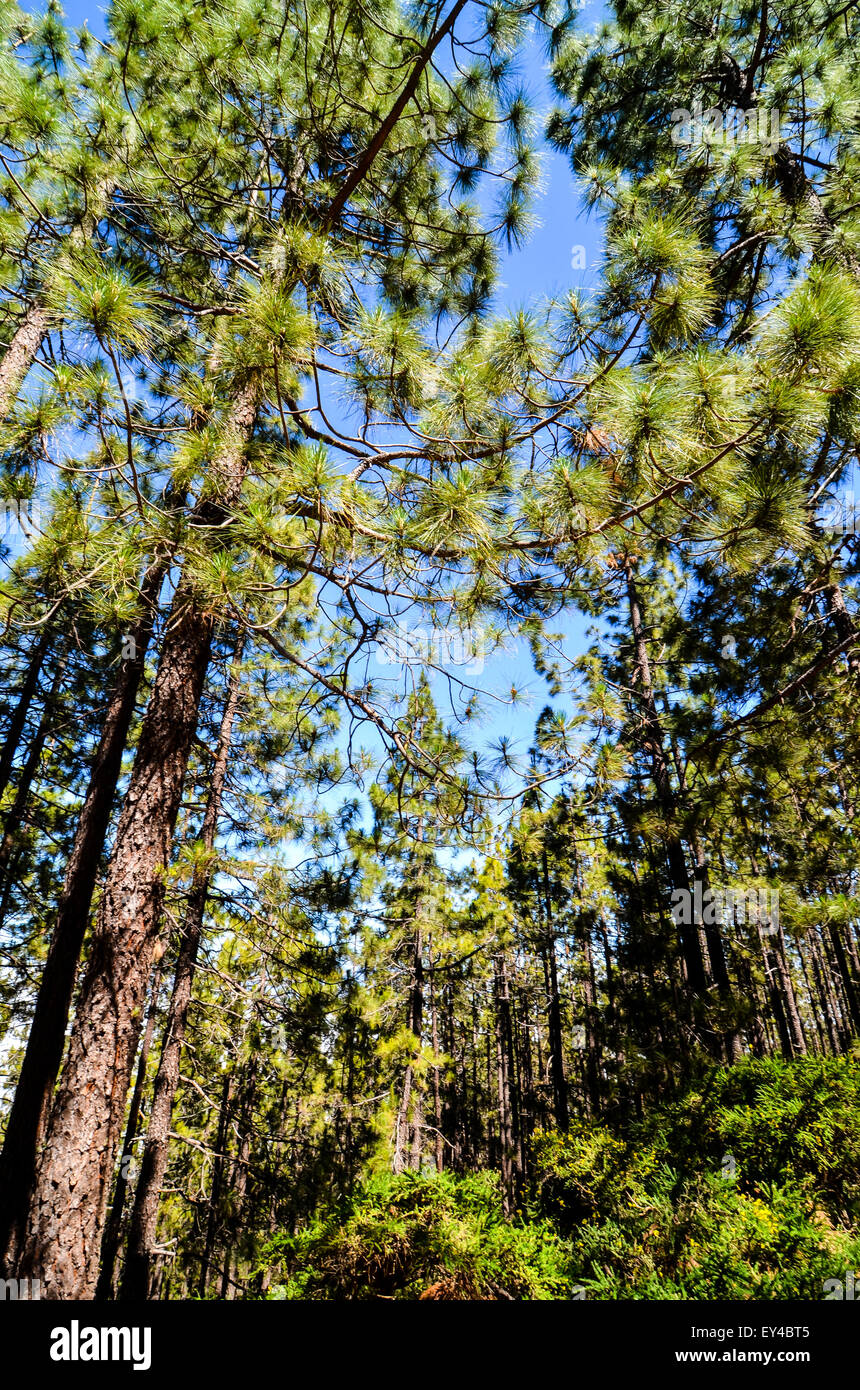 Very High Pine Wood Forest Stock Photo - Alamy