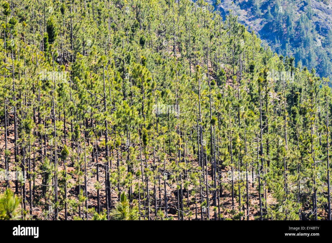 Very High Pine Wood Forest Stock Photo - Alamy