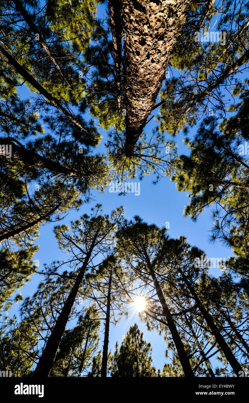 Very High Pine Wood Forest Stock Photo - Alamy