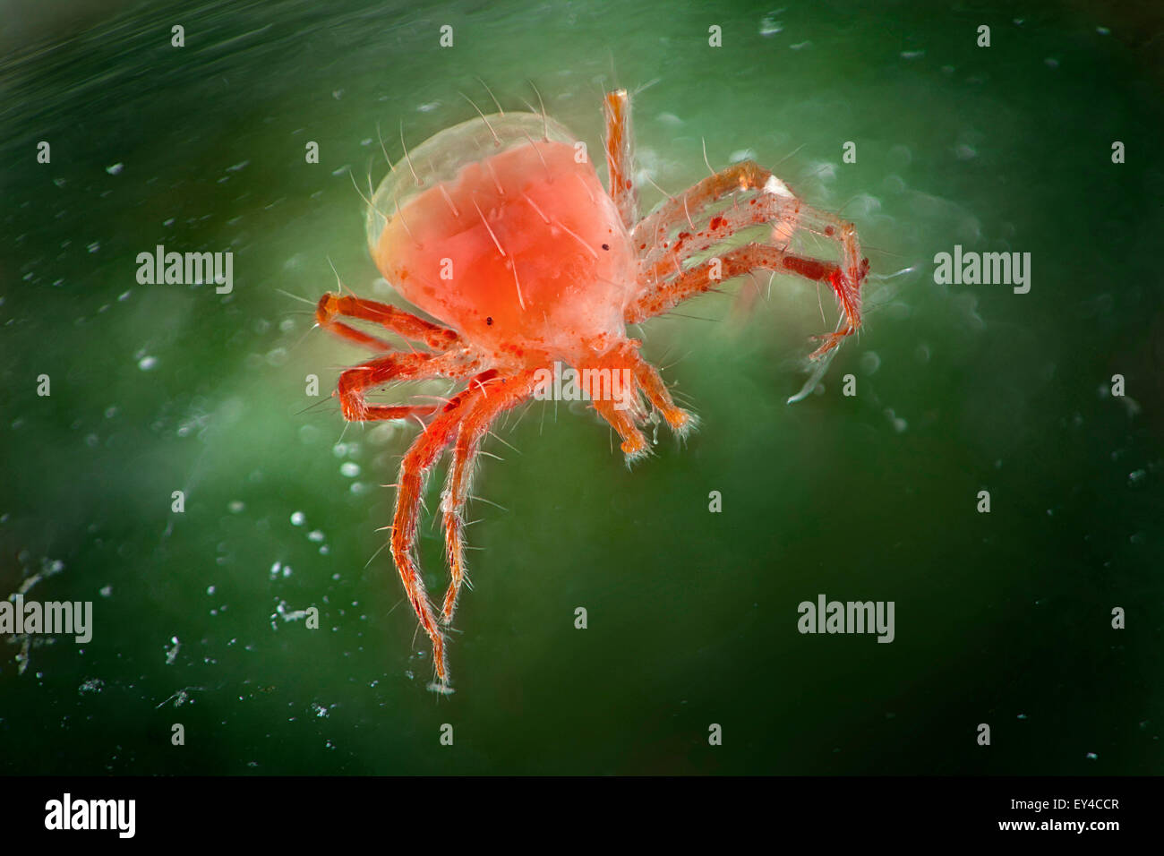 Whirligig Mite, Anystis baccarum Stock Photo