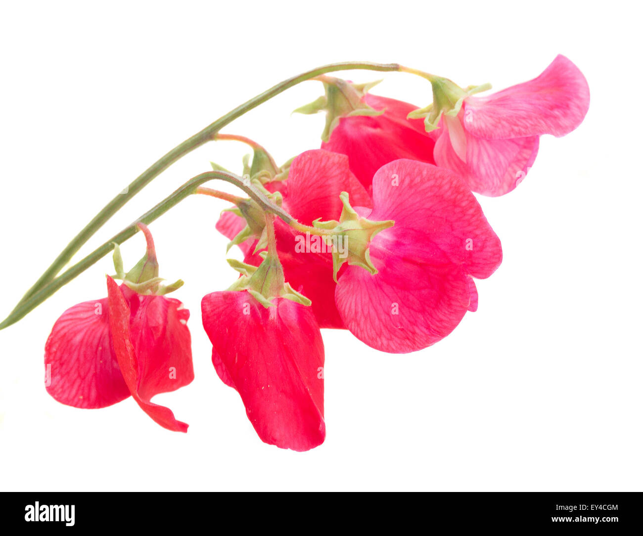 Sweet pea flowers Stock Photo