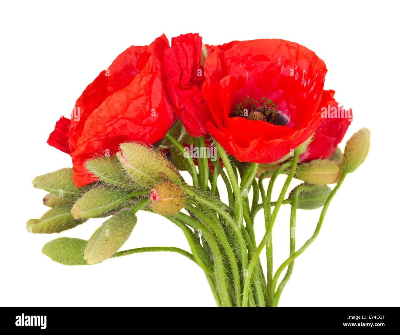 Field poppy bunch Cut Out Stock Images & Pictures - Alamy