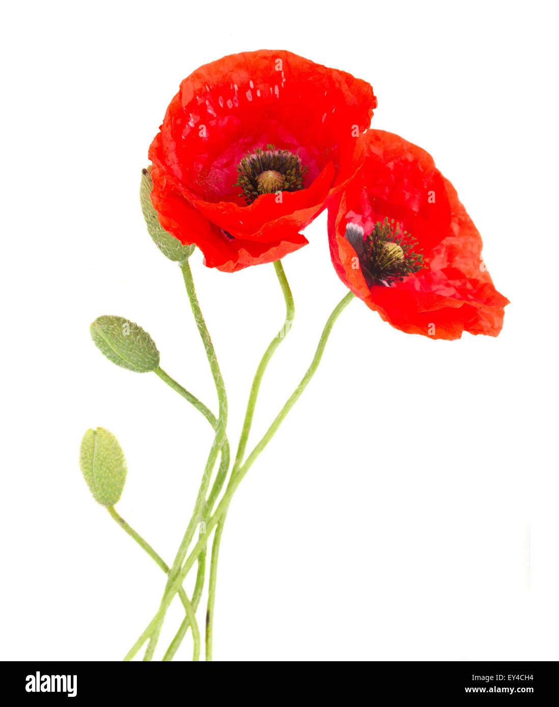 Field poppy bunch Cut Out Stock Images & Pictures - Alamy
