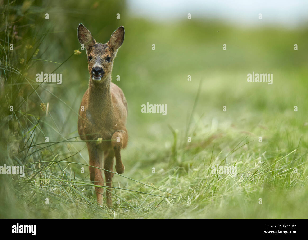 Roe deer (Capreolus capreolus) in grassland meddow Stock Photo