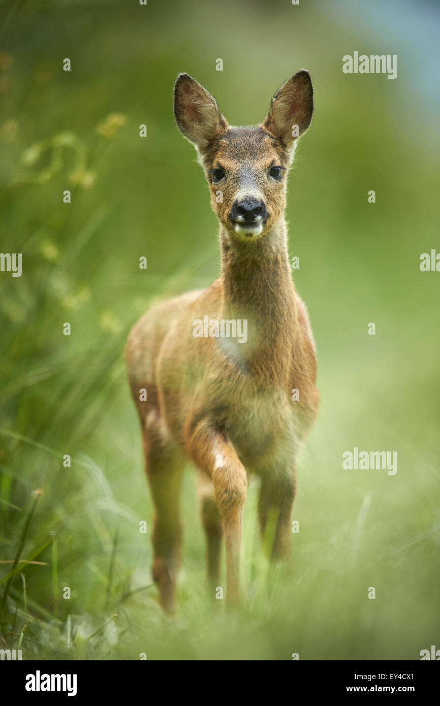 Roe deer (Capreolus capreolus) Stock Photo