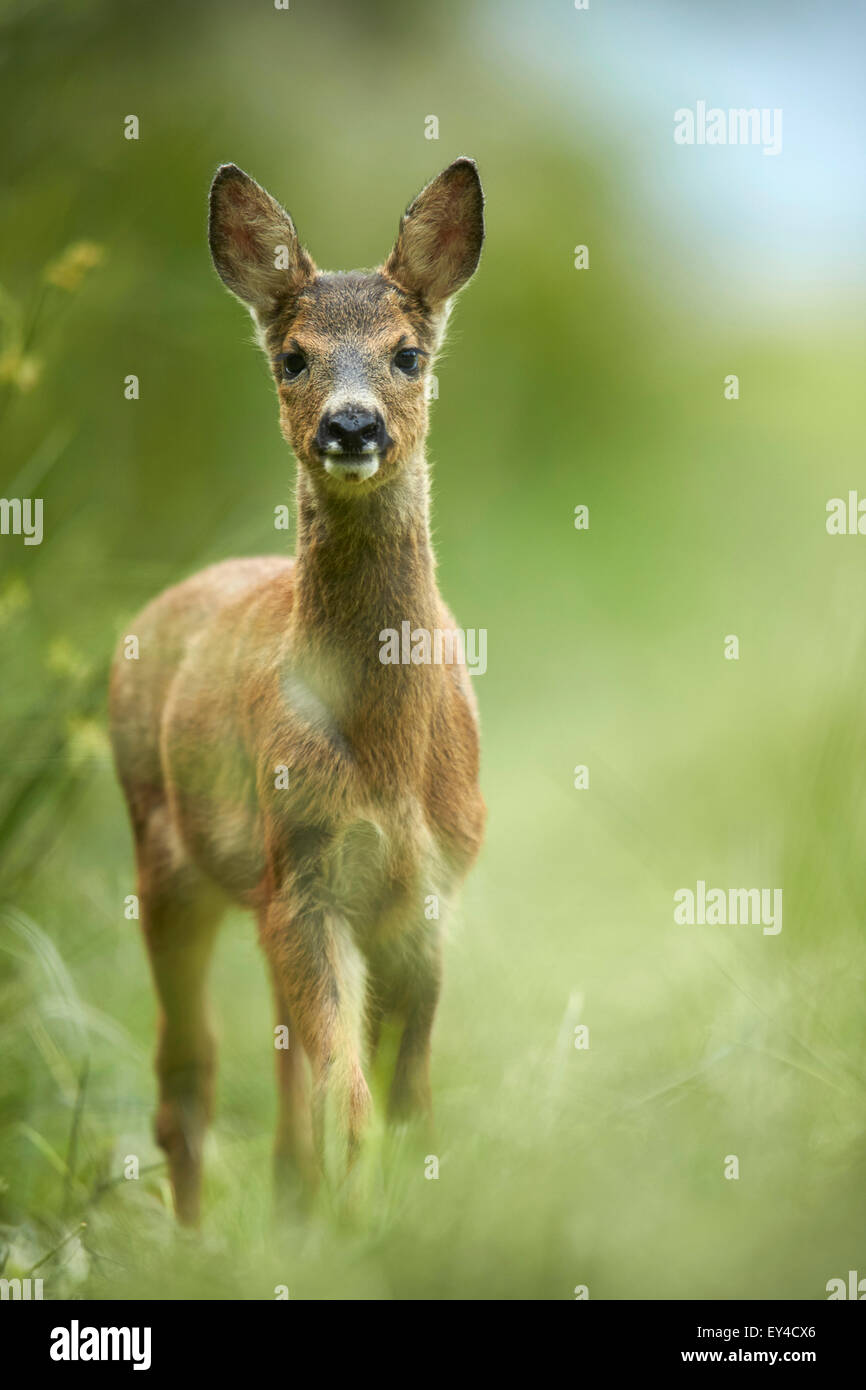 Roe deer (Capreolus capreolus) Stock Photo