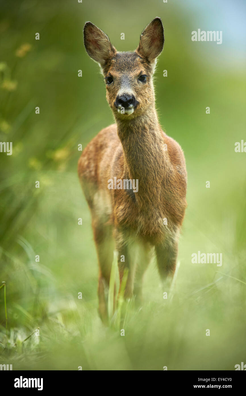 Roe deer (Capreolus capreolus) in grassland meadow Stock Photo