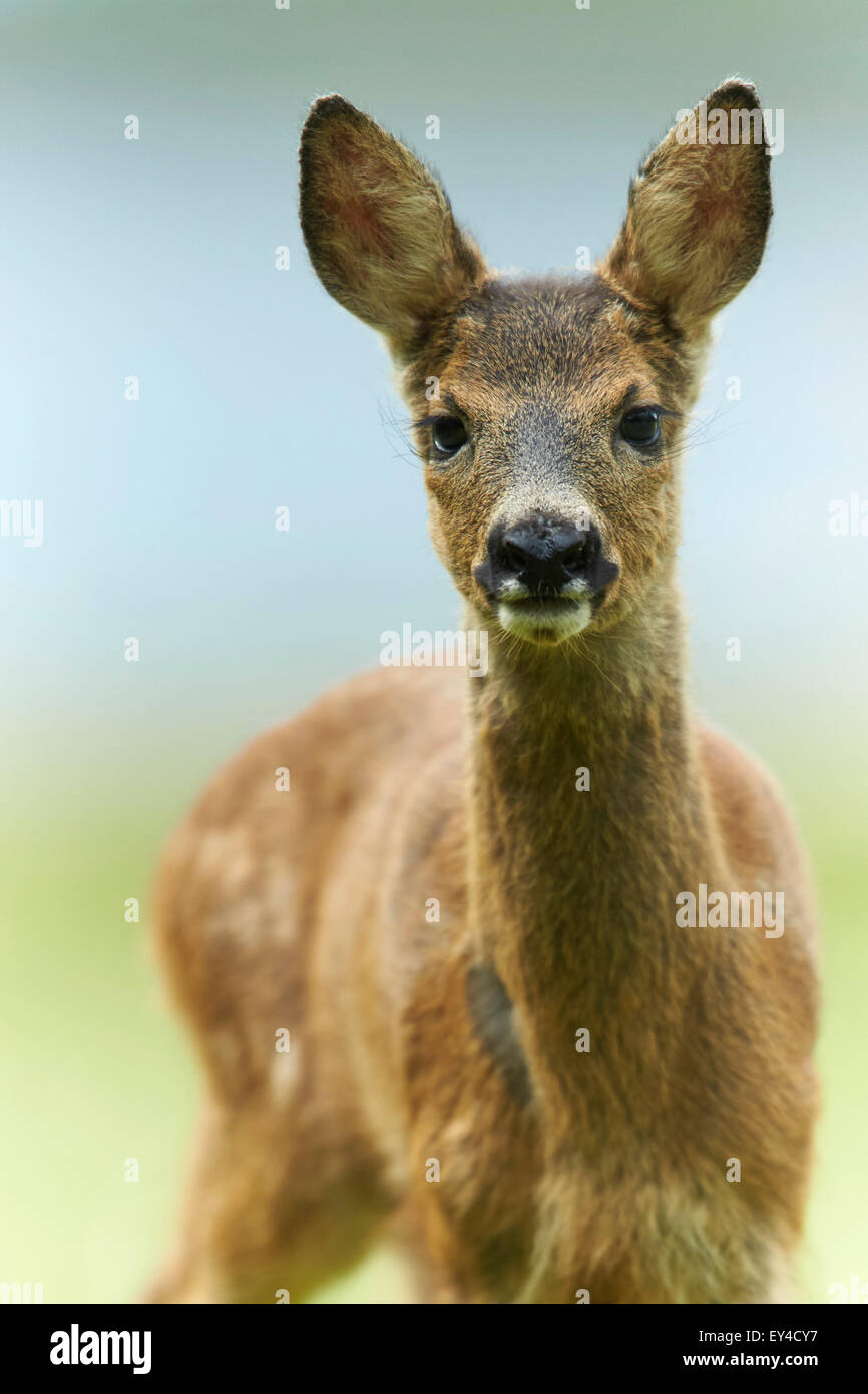 Roe deer (Capreolus capreolus Stock Photo - Alamy