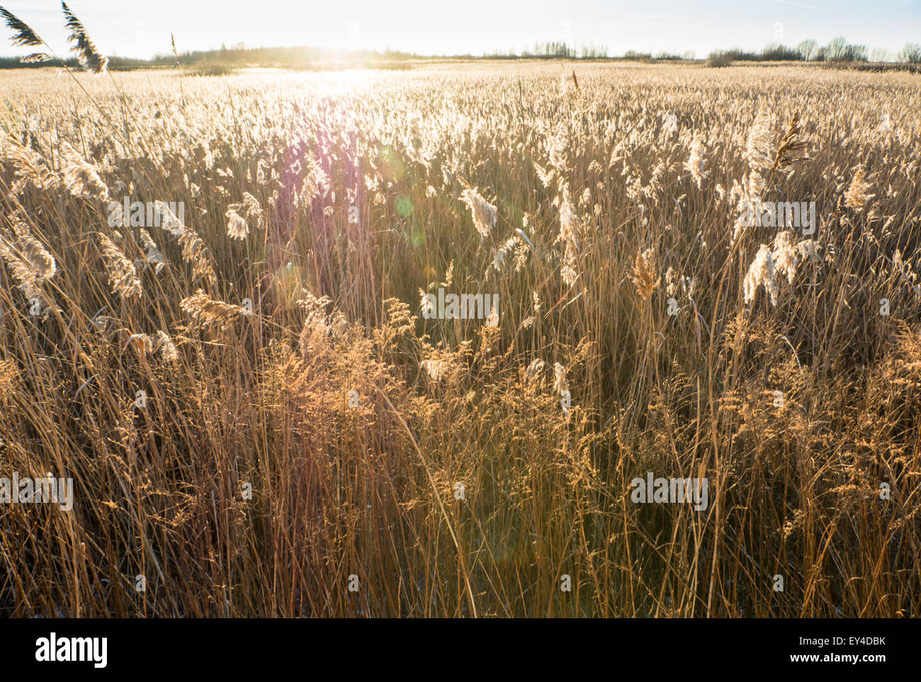 Goldish Reeds at sunset near sea and swamp Stock Photo - Alamy