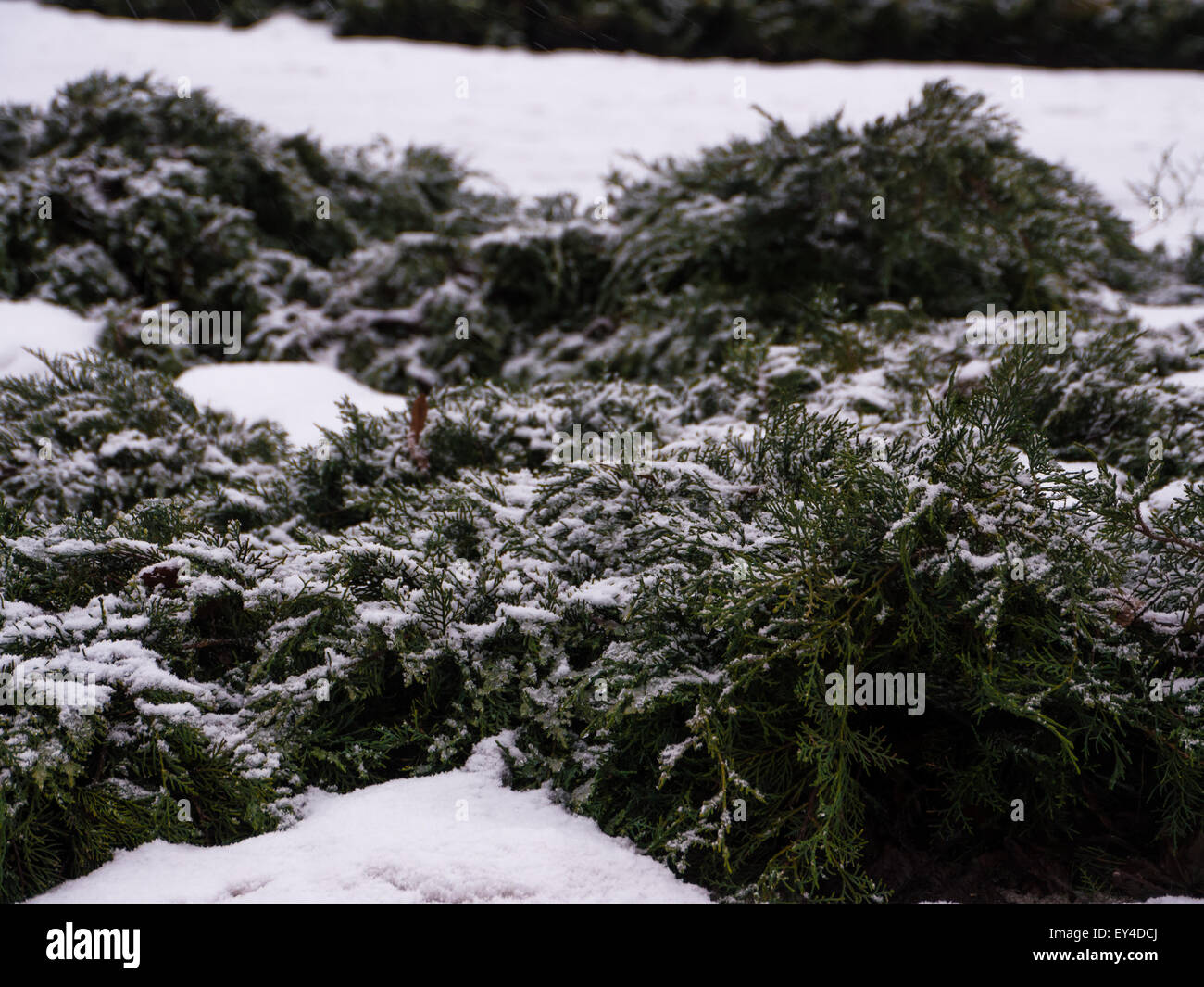 Green conifer pine tree branch with snow Stock Photo - Alamy