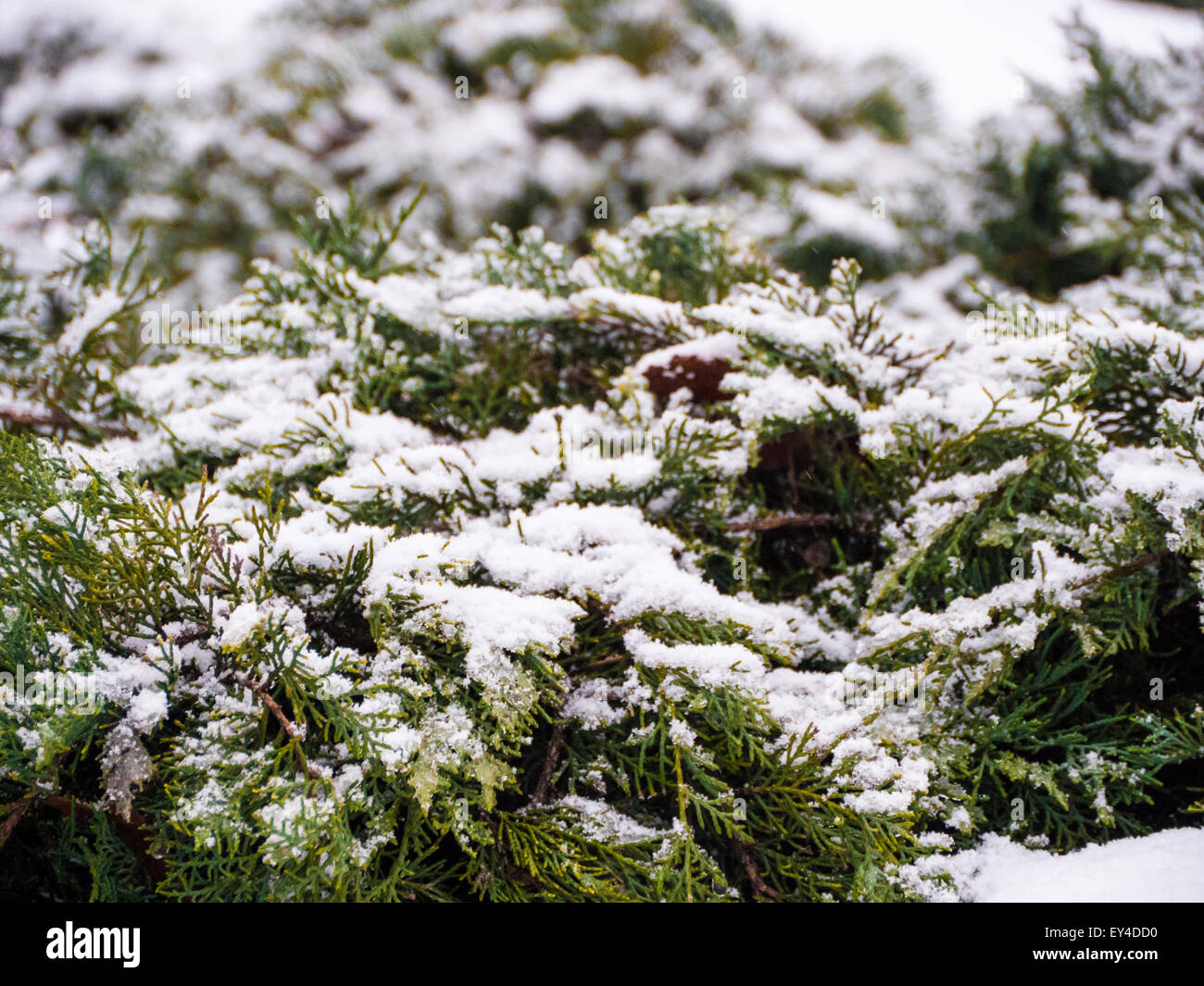 Green conifer pine tree branch with snow Stock Photo - Alamy