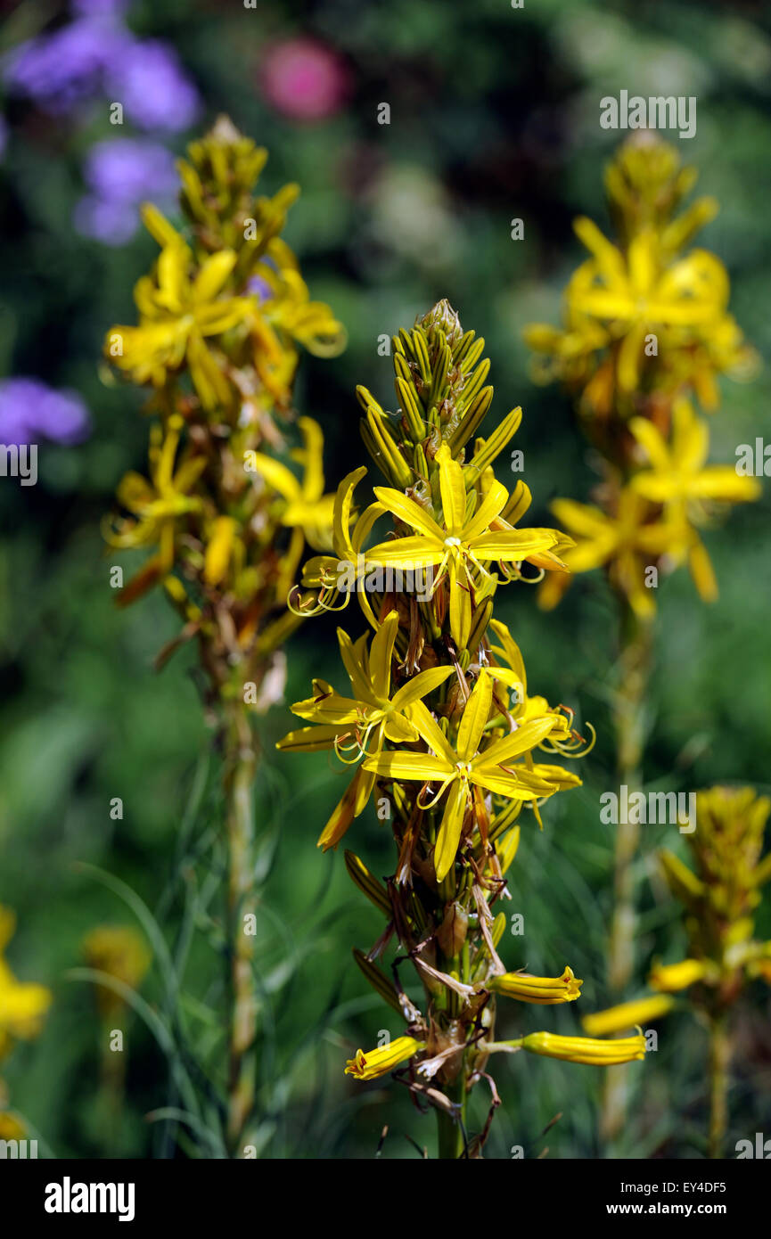 Asphodel (Asphodeline lutea) in an Oxfordshire garden UK Stock Photo