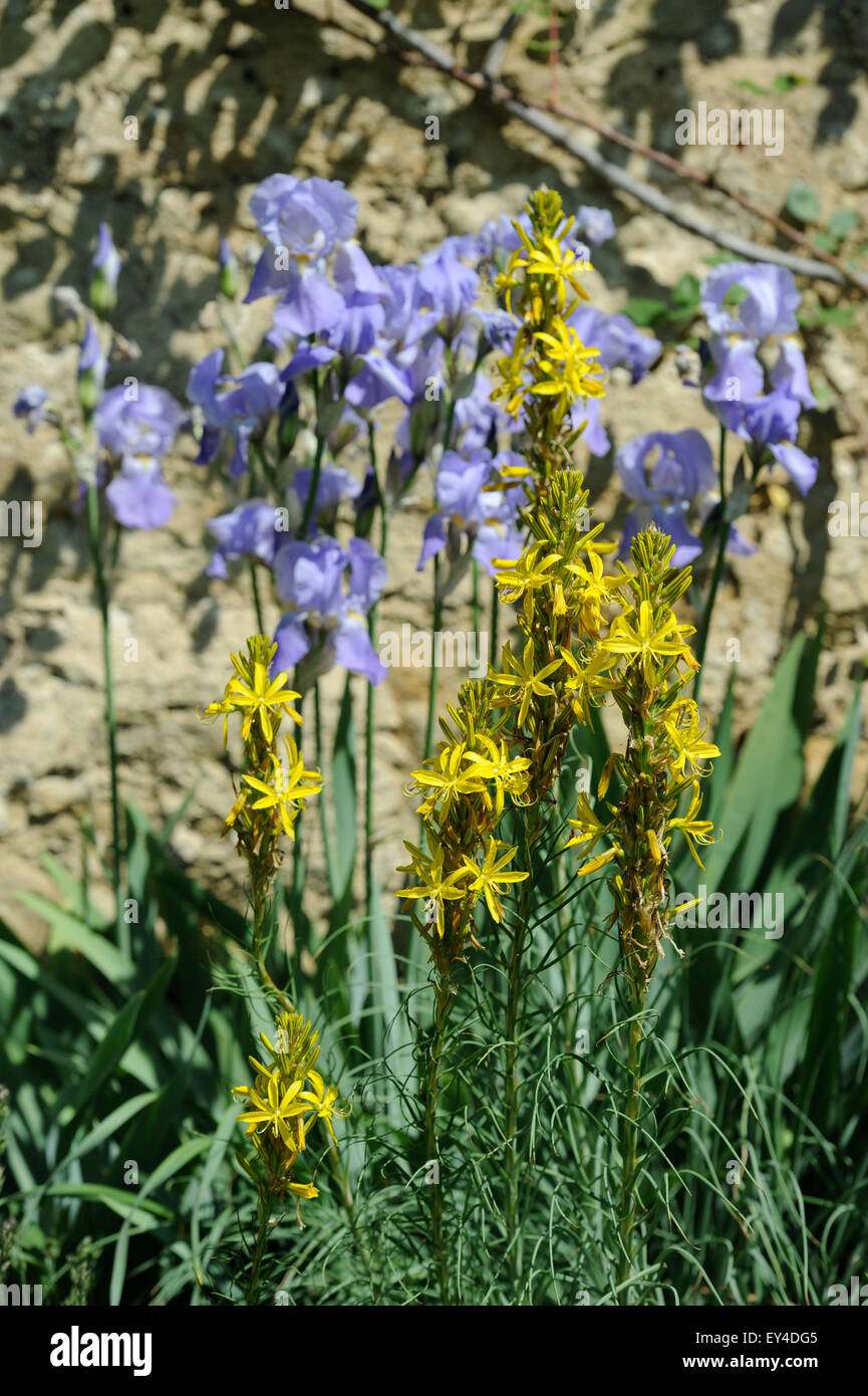Asphodeline Lutea (yellow) in front of Bearded Irises in an Oxfordshire garden UK Stock Photo