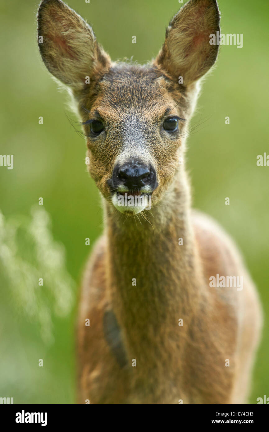 Female roe deer close up hi-res stock photography and images - Alamy