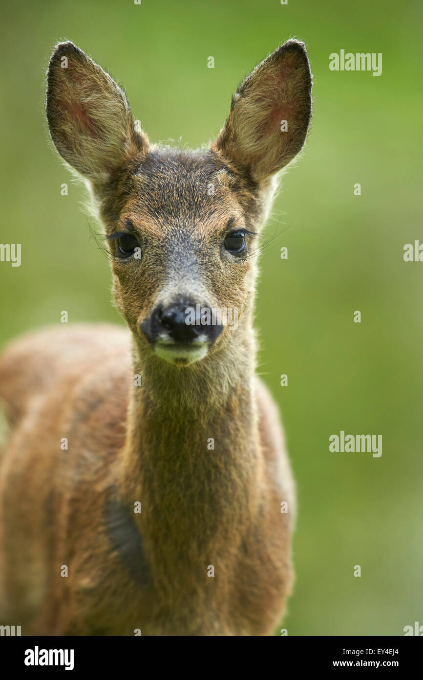 Roe deer (Capreolus capreolus) head and shoulder portrait Stock Photo