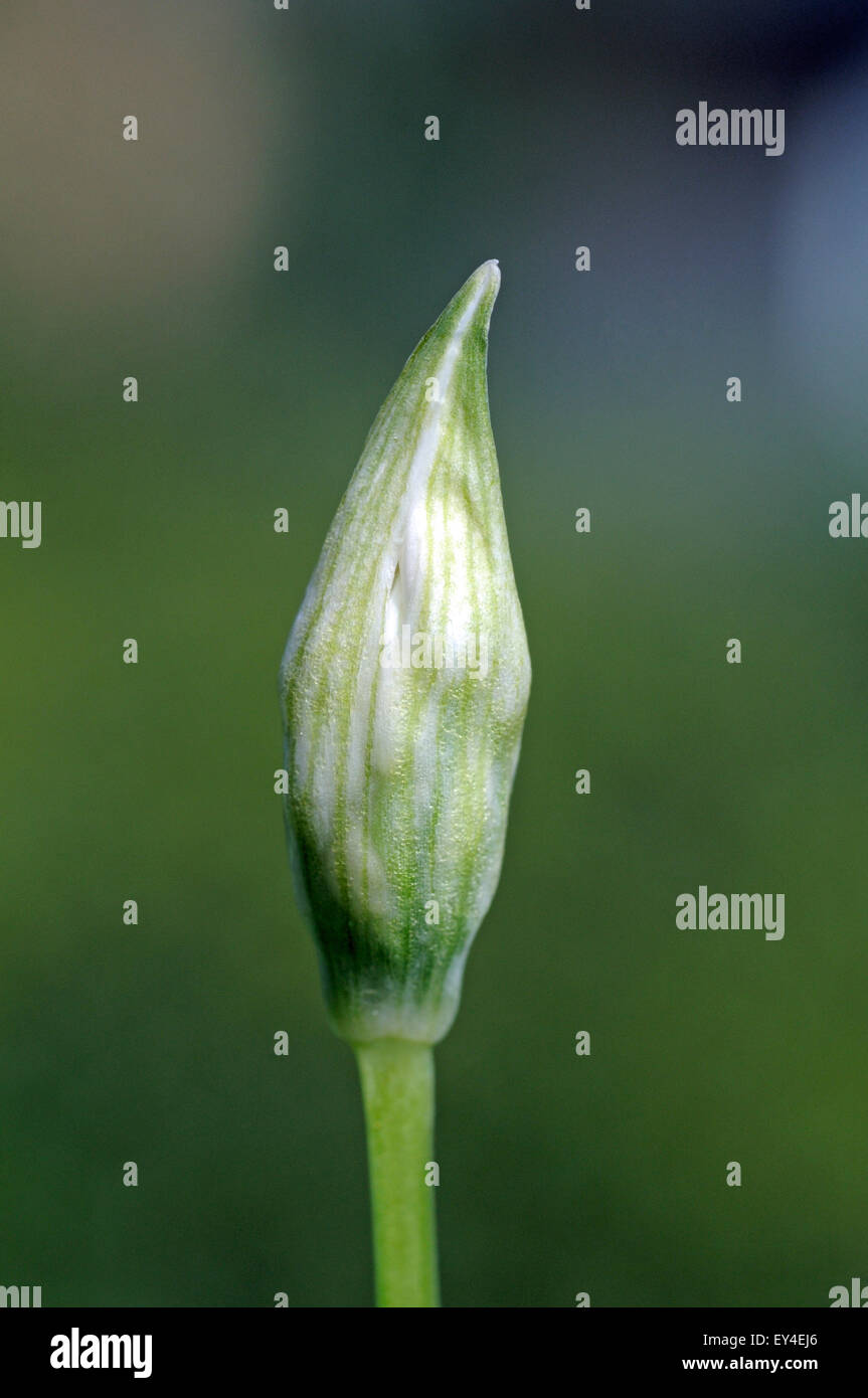 Allium ursinum - Ramson or Wild Garlic showing single stem with bud in close-up Stock Photo