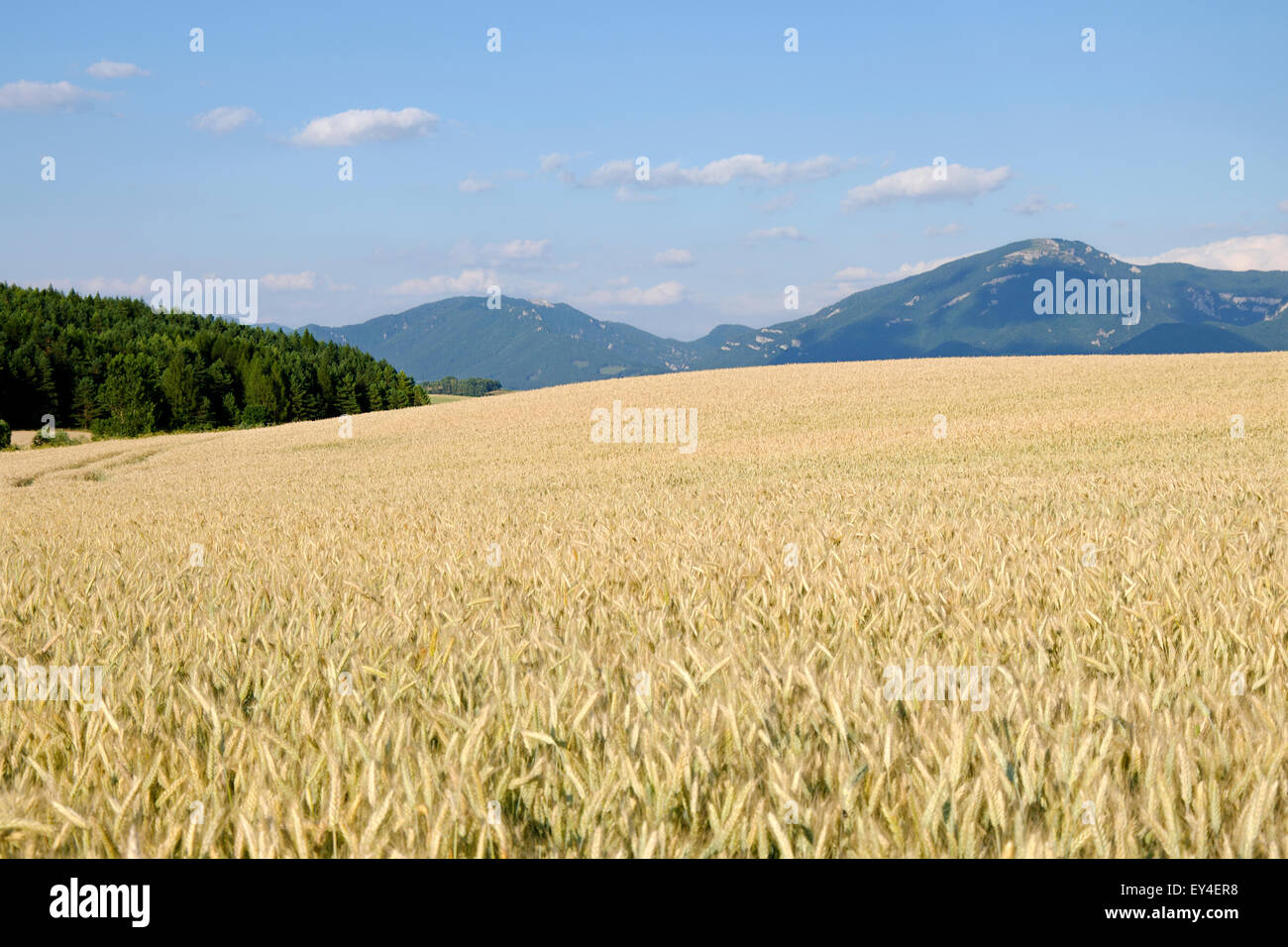 A wheat field ready for harvest Stock Photo - Alamy