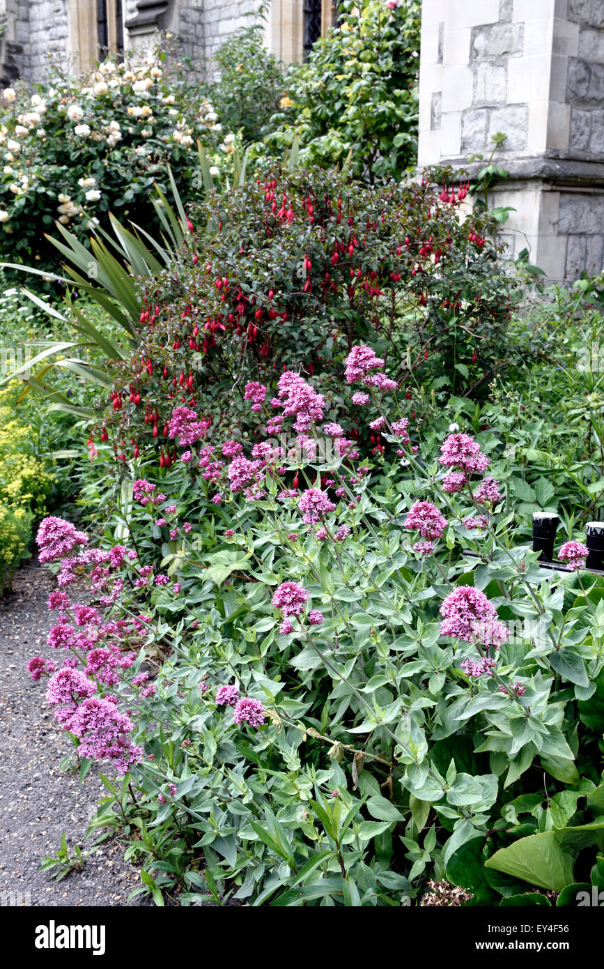 Centranthus ruber hi-res stock photography and images - Alamy