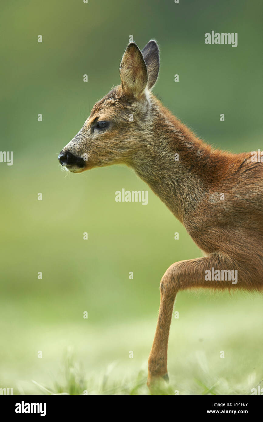 Roe deer (Capreolus capreolus) walking in grassland meadow Stock Photo