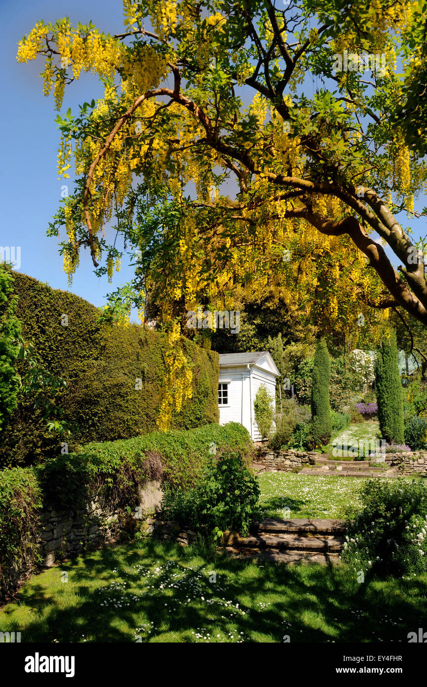A Laburnum tree in the garden at Garsington Manor, Oxfordshire UK Stock Photo