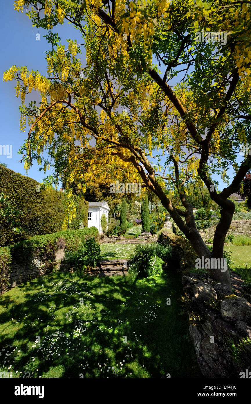 A Laburnum tree in the garden at Garsington Manor, Oxfordshire UK Stock Photo