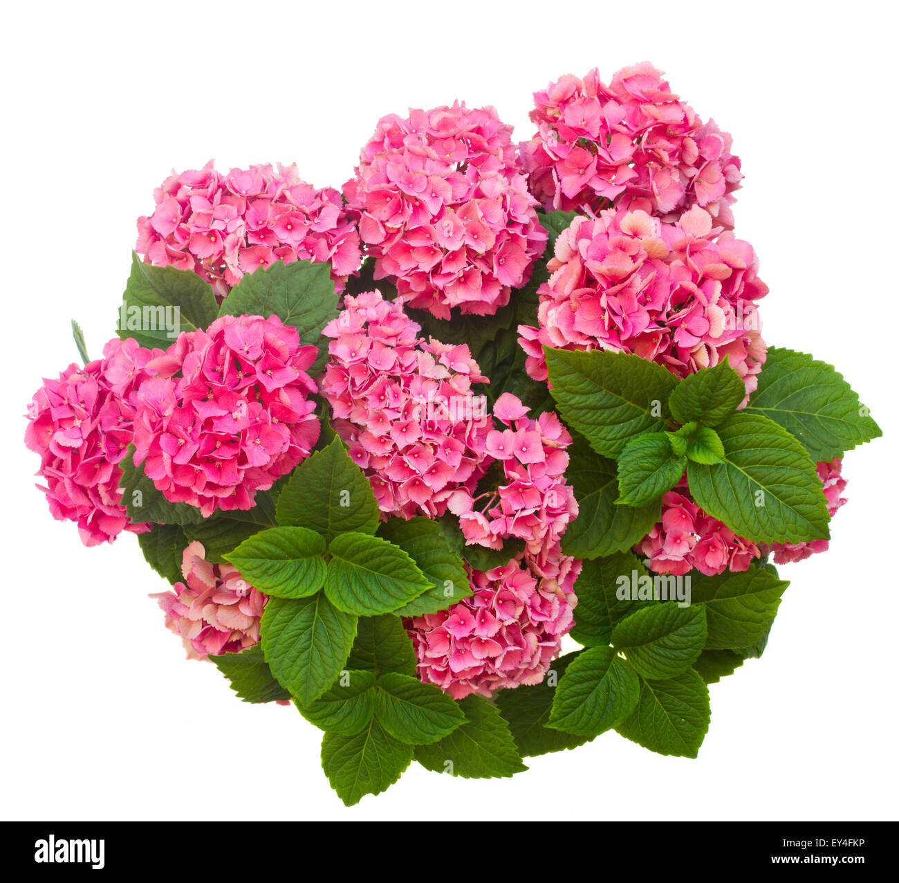 pink hortensia flowers Stock Photo - Alamy