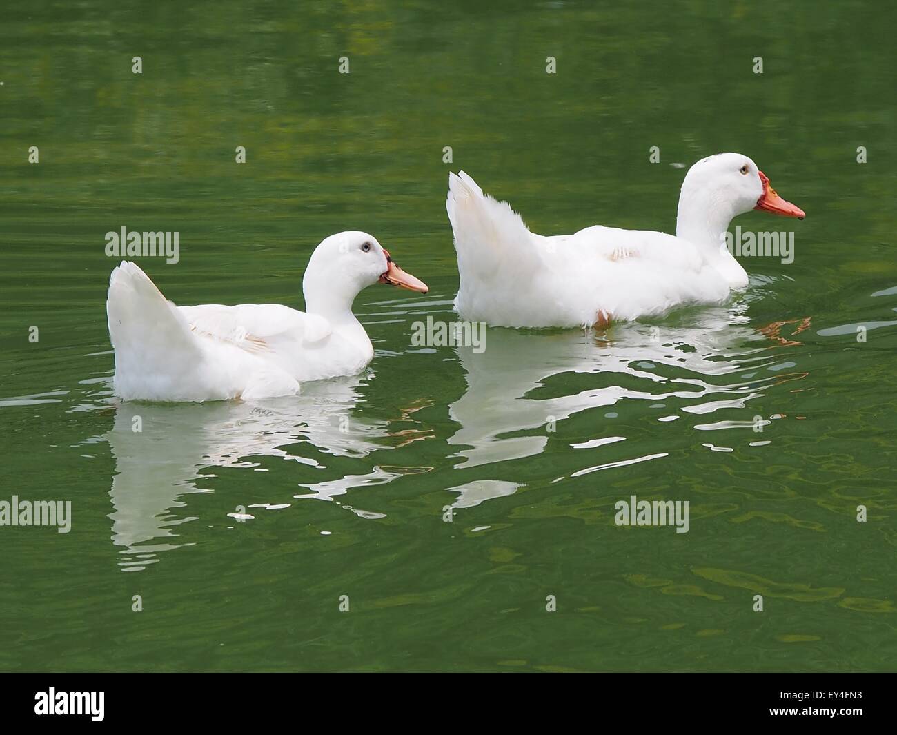 American Pekin Ducks High Resolution Stock Photography and ...