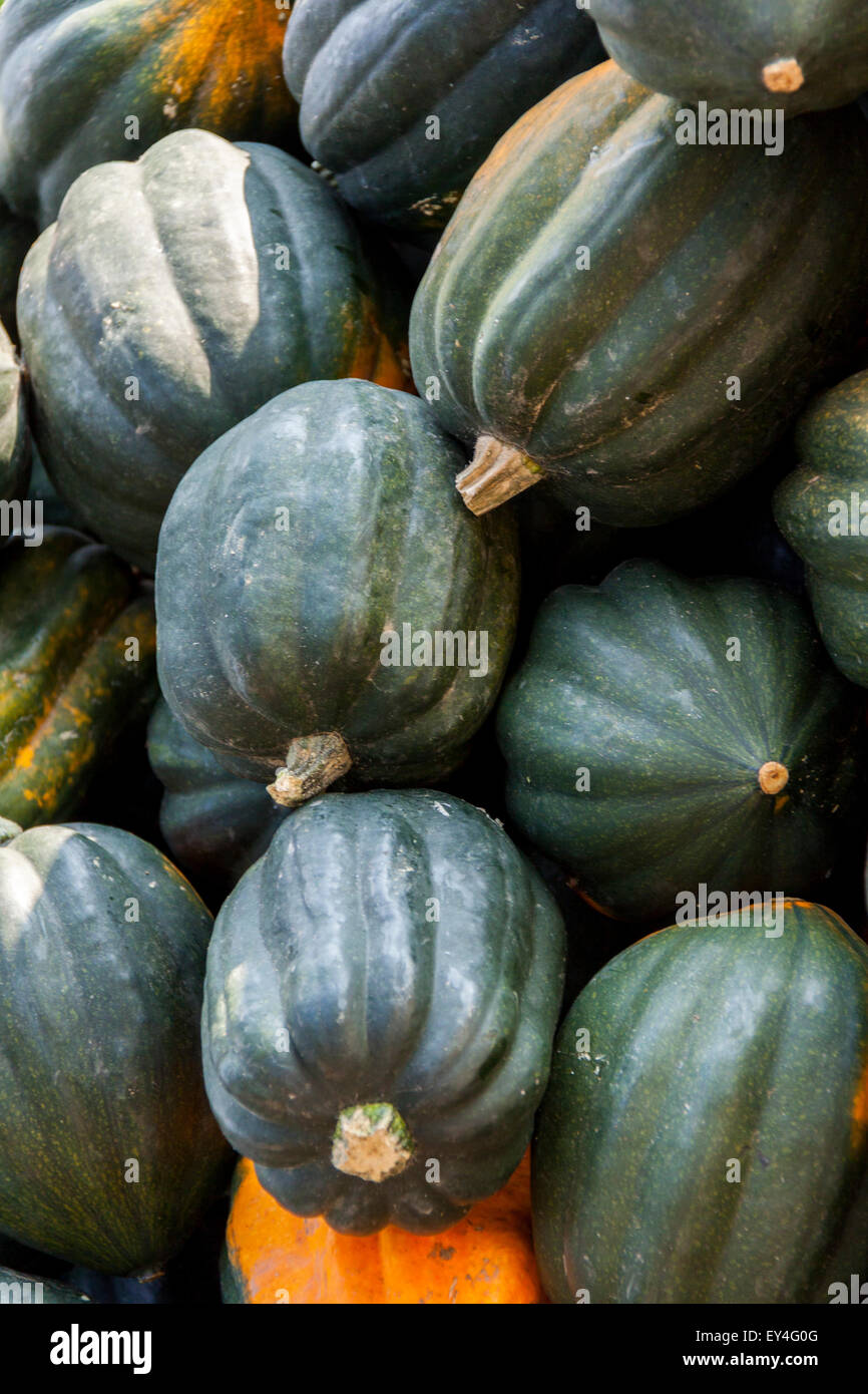 Mesa Queen Eichelkürbis Winterhorn cucurbita pumpkin pumpkins from ...