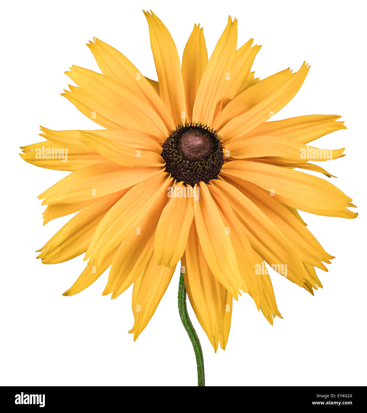 the flower rudbeckia isolated on white background Stock Photo