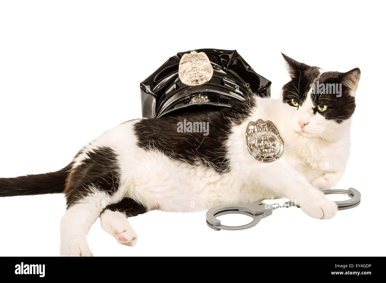 Police cat Stock Photo