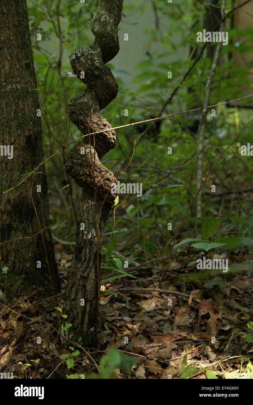 Twisted tree trunk hires stock photography and images Alamy