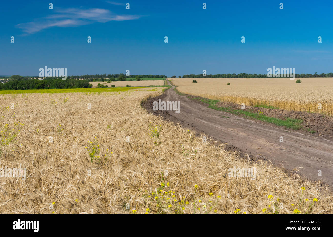 Classic Ukrainian summer landscape with corn fields and road Stock