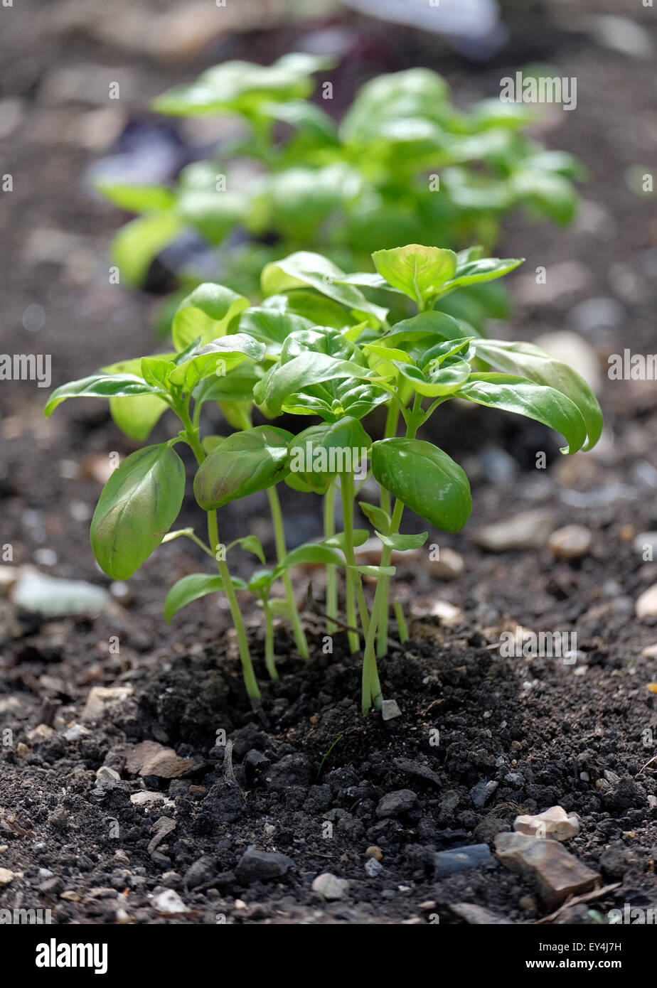 Basil plant growing in the garden in the UK Stock Photo