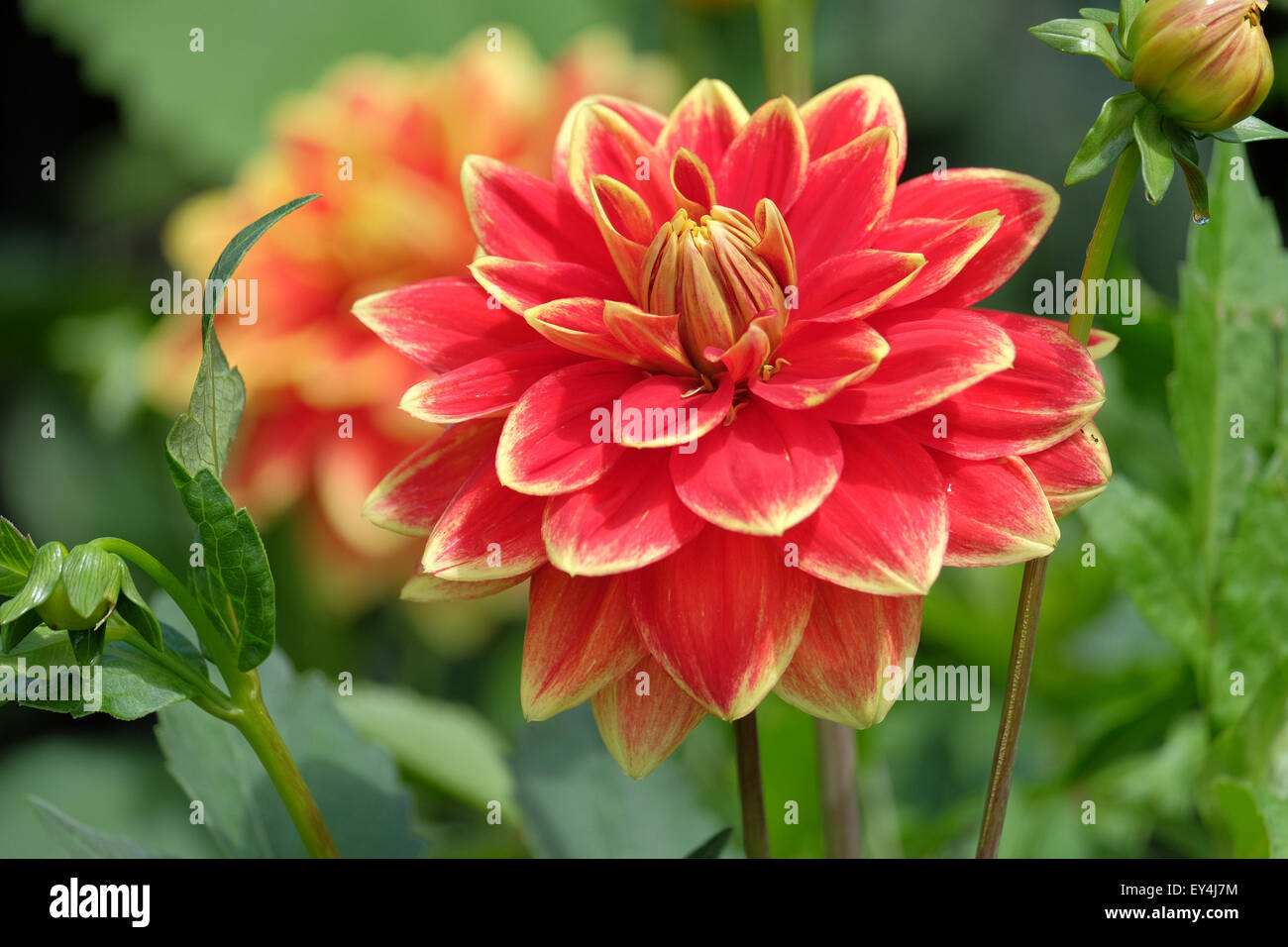 red and yellow Dahlia plant growing in a garden in the UK Stock Photo