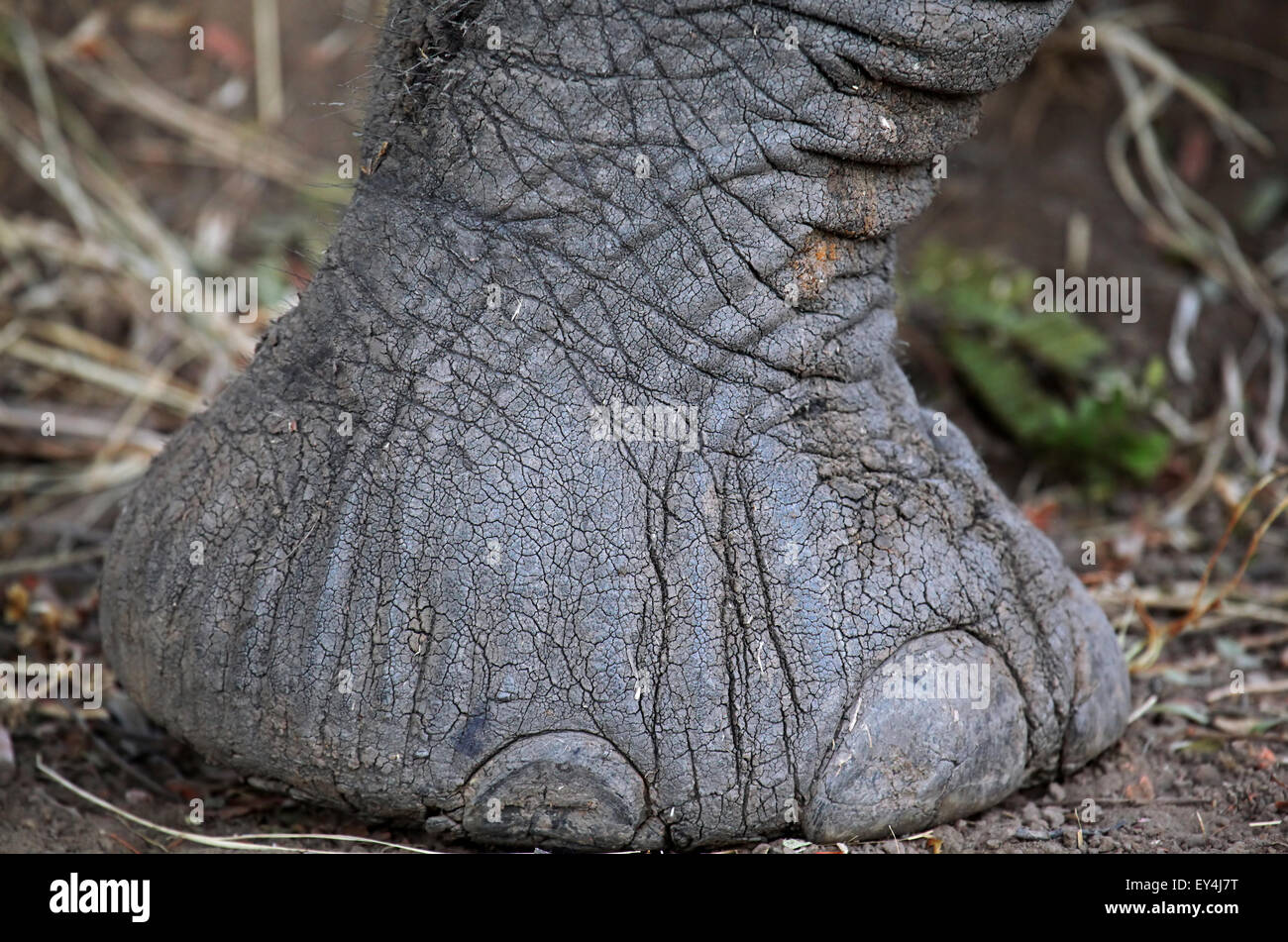 Elephant foot hires stock photography and images Alamy