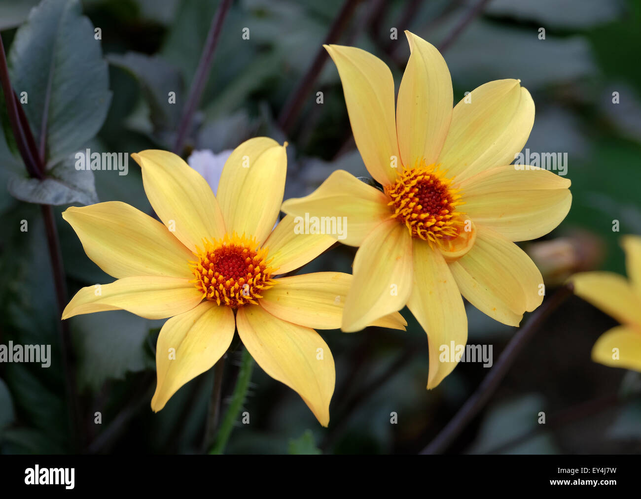 Single flowered Dahlia growing in the garden in the UK Stock Photo