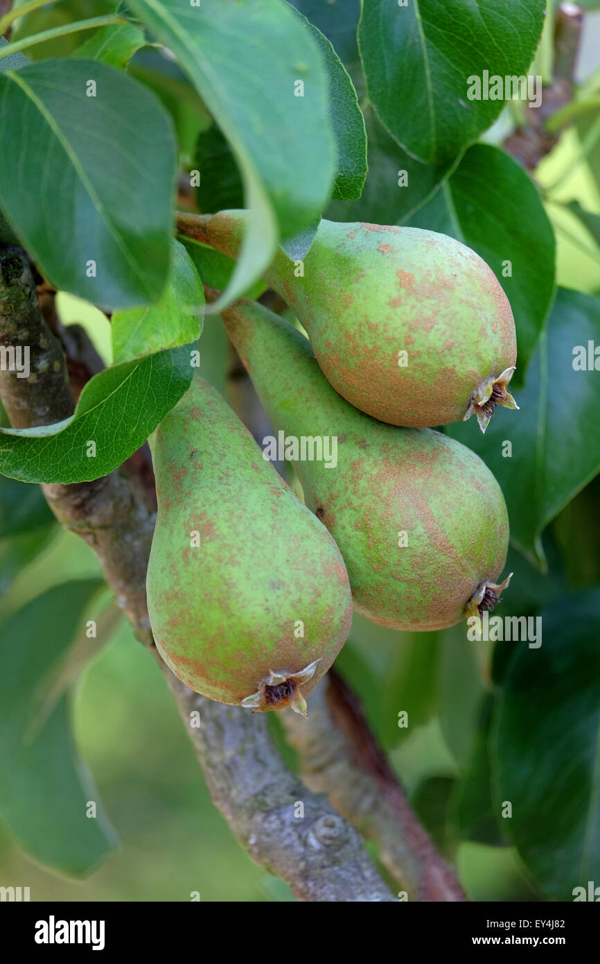 Doyenne-Du-Comice pears growing on the tree in the UK Stock Photo