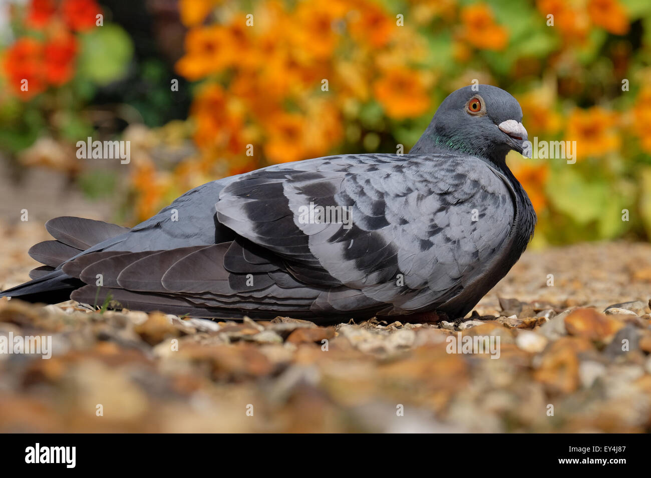 A pigeon resting in a colourful garden in Hampshire UK Stock Photo Alamy