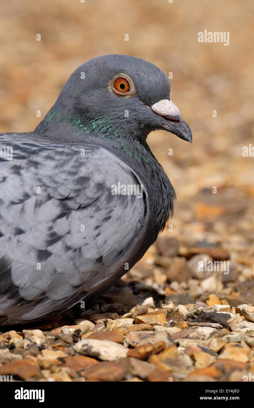 Pigeons uk hi-res stock photography and images - Alamy