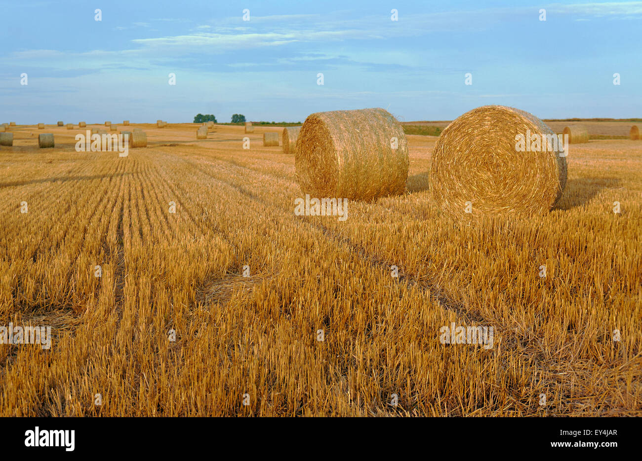 Stubble after harvest hi-res stock photography and images - Alamy