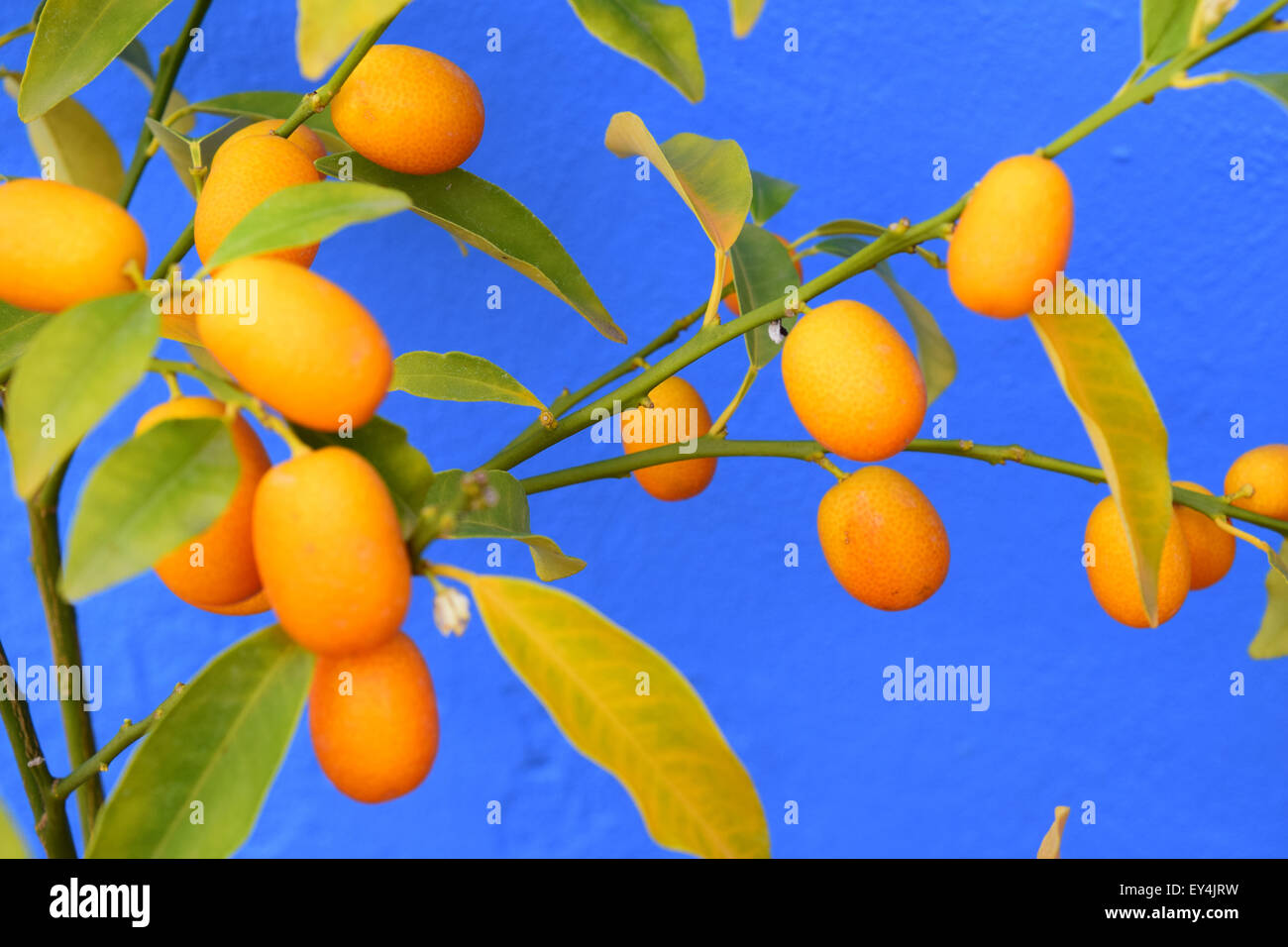 Orange Kumquats fruit hanging on a kumquats branch Stock Photo Alamy