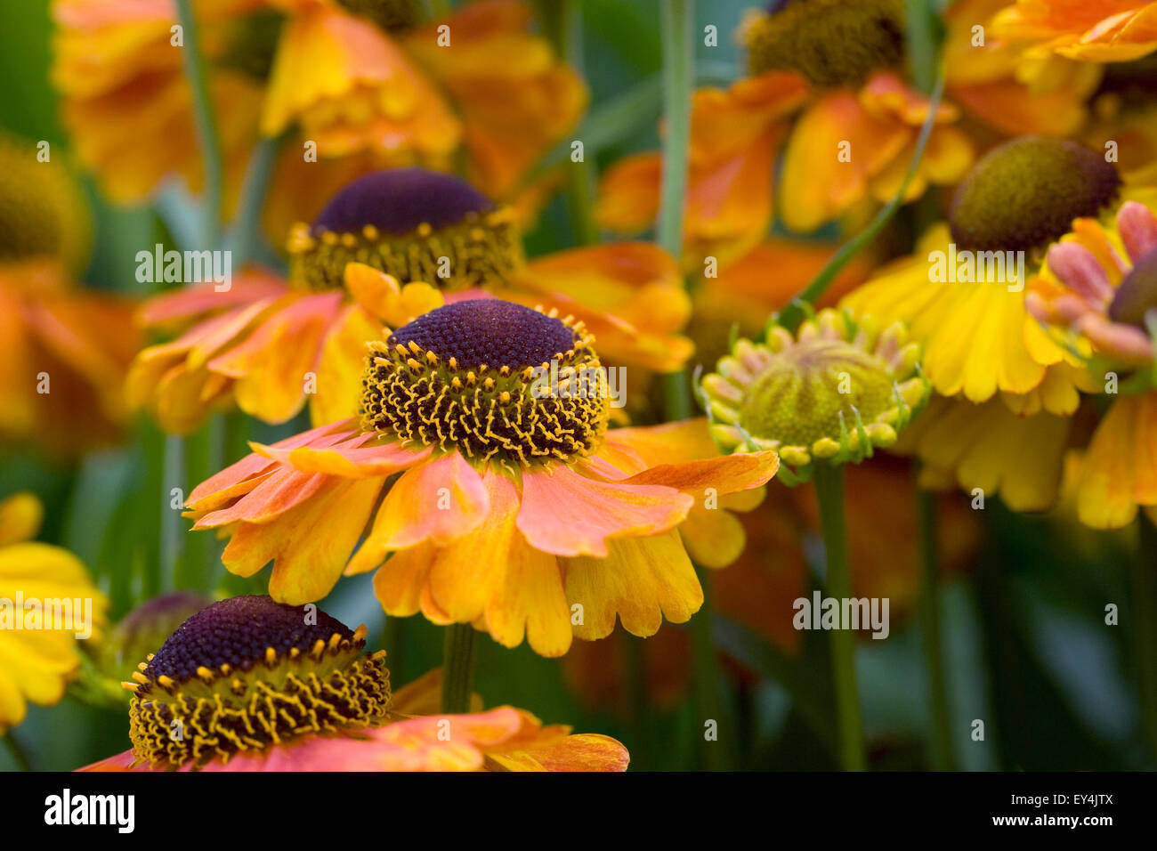 Helenium 'Waltraut'. Sneezeweed flowers. Stock Photo