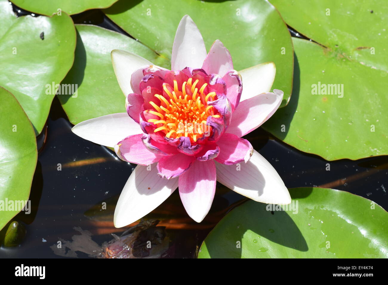 a pink water lily or Nymphaeaceae seen from above. Stock Photo