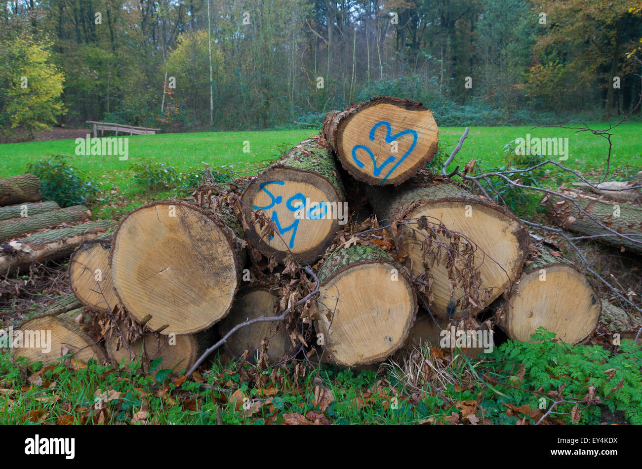 cutted tree trunks with numbers painted on it along a road Stock Photo ...