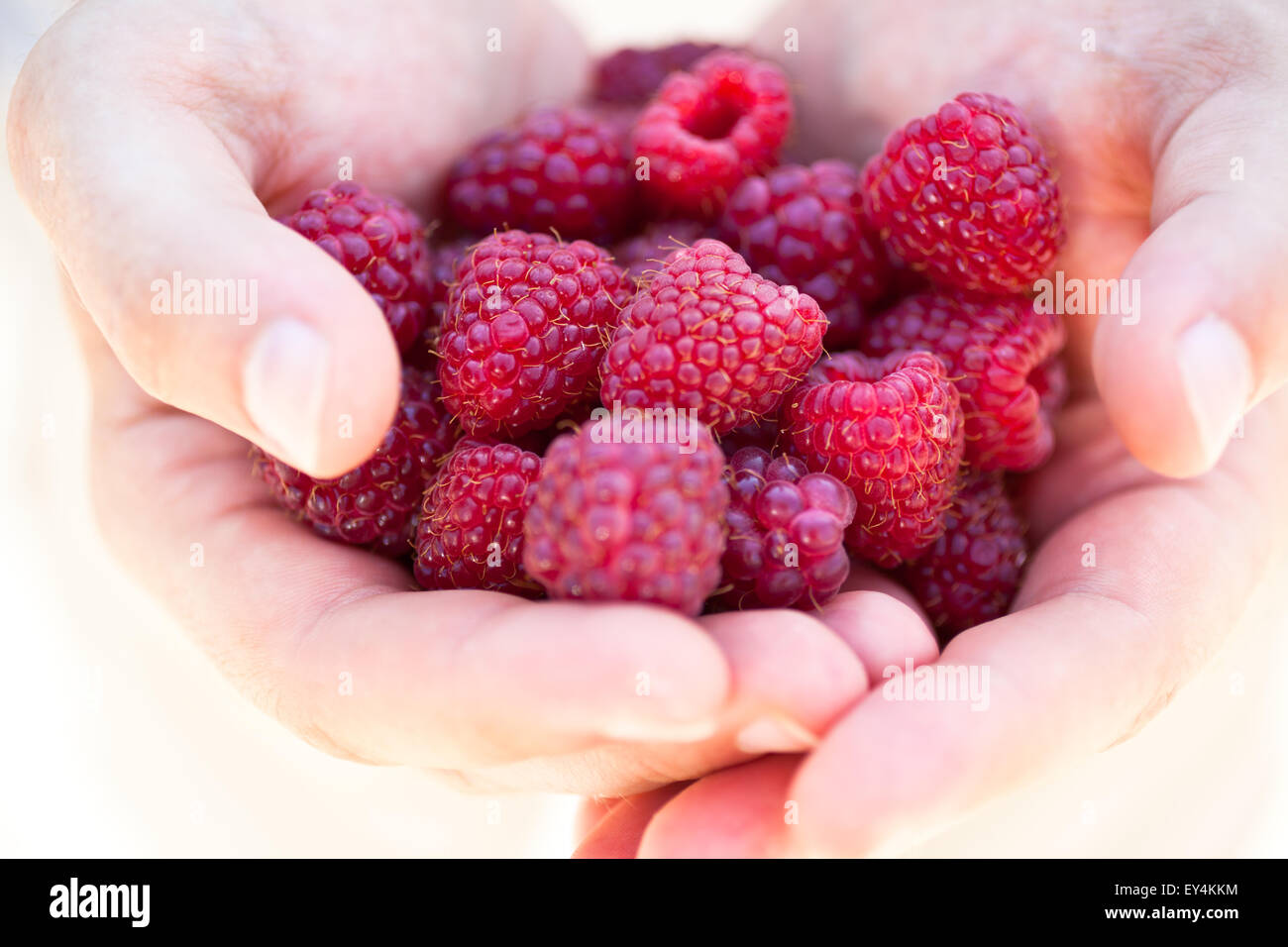Hands holding red raspberries. Summer bright shot Stock Photo - Alamy