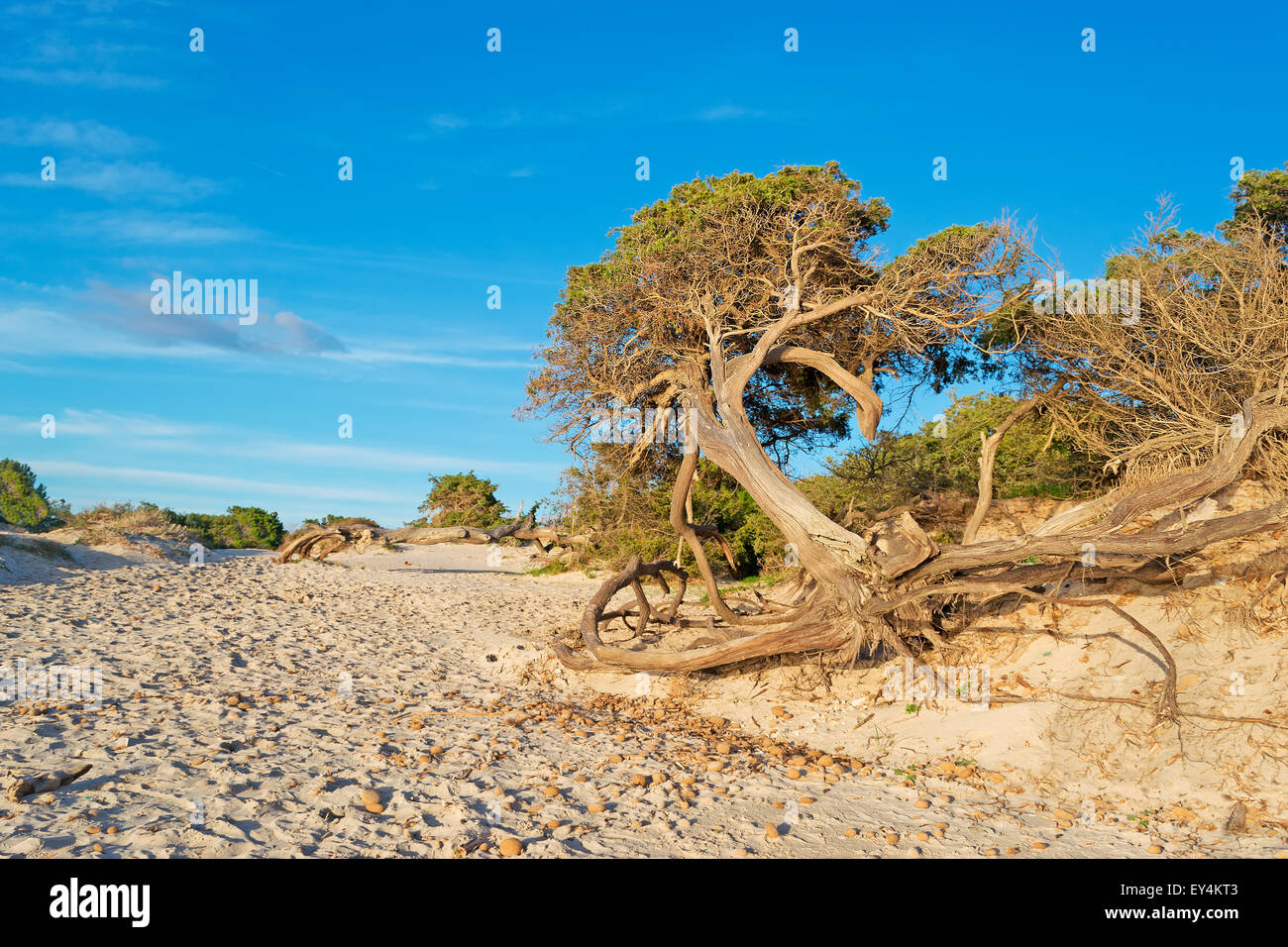 tree under a blue sky with clouds in Sardinia, Italy Stock Photo - Alamy