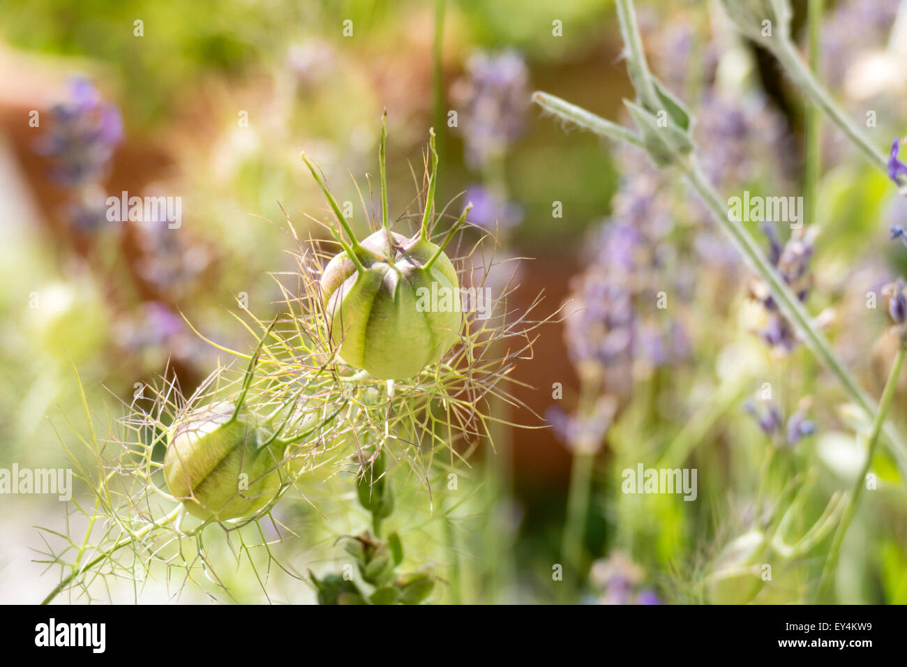 Love-in-a-mist or Ragged Lady (Nigella damascena), seed pods Stock Photo