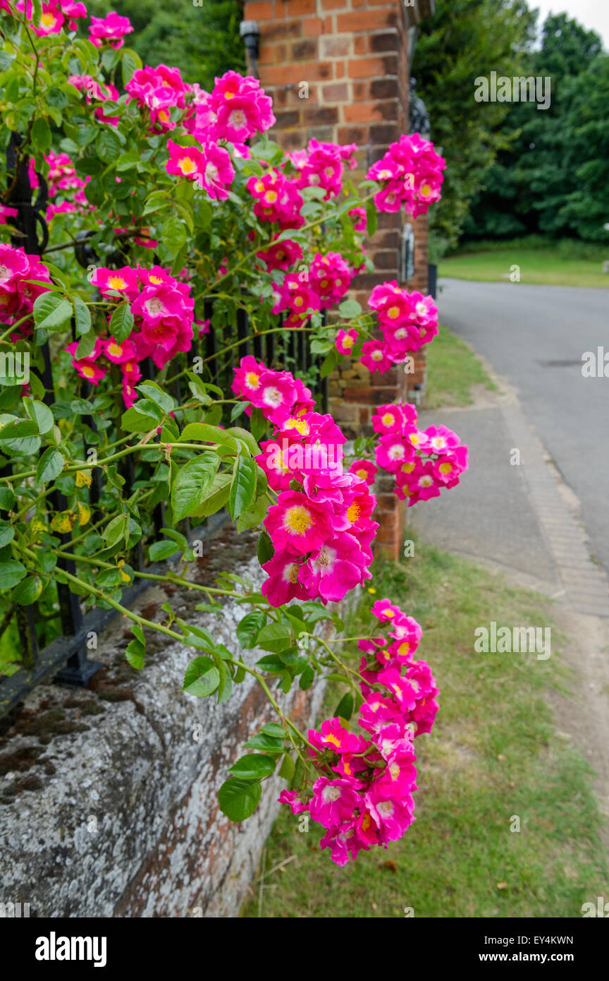 Dog rose flower fence hi-res stock photography and images - Alamy